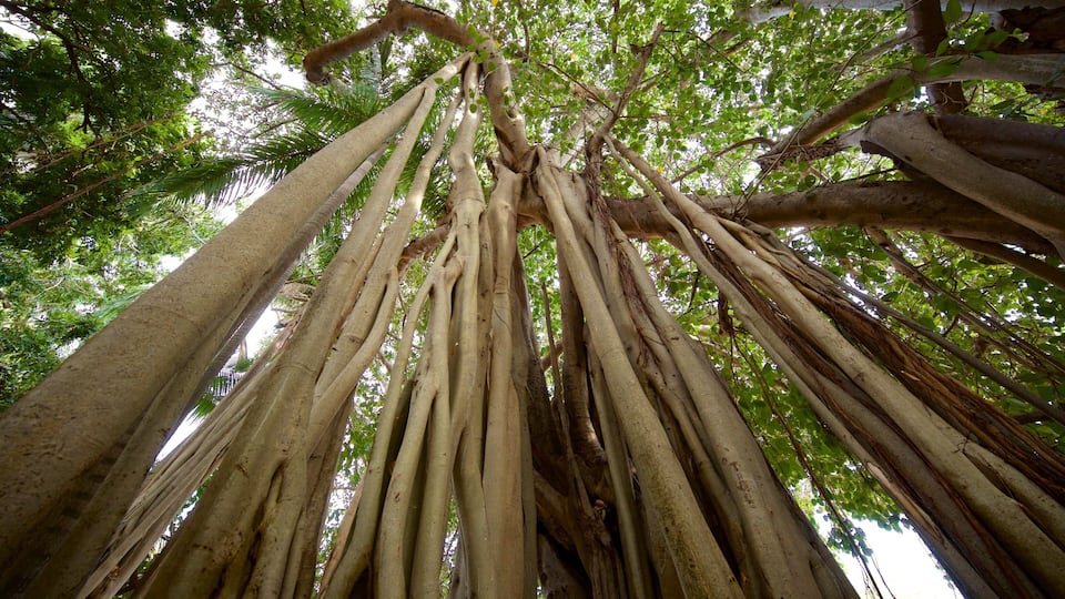 Queens Gardens which includes forest scenes