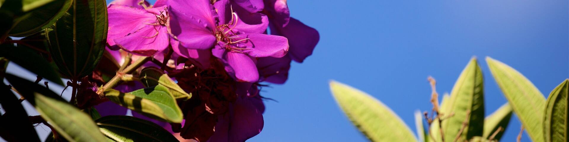 A cluster of purple flowers against a clear blue sky.