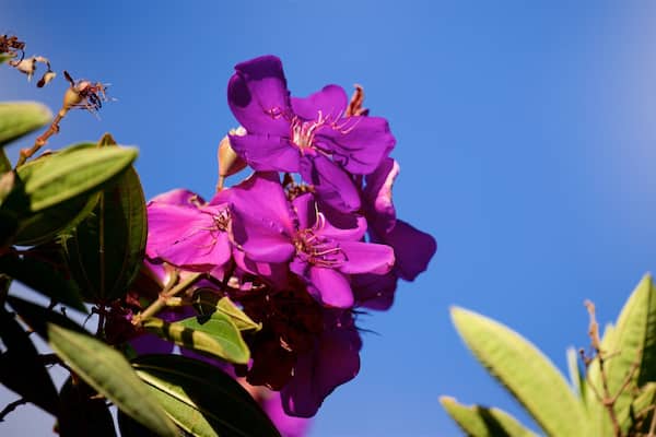 Queens Gardens das einen Wildblumen