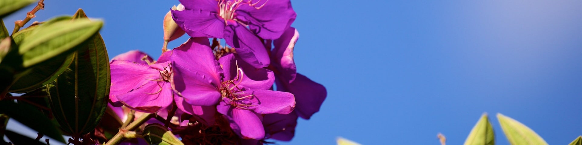 Queens Gardens which includes wildflowers