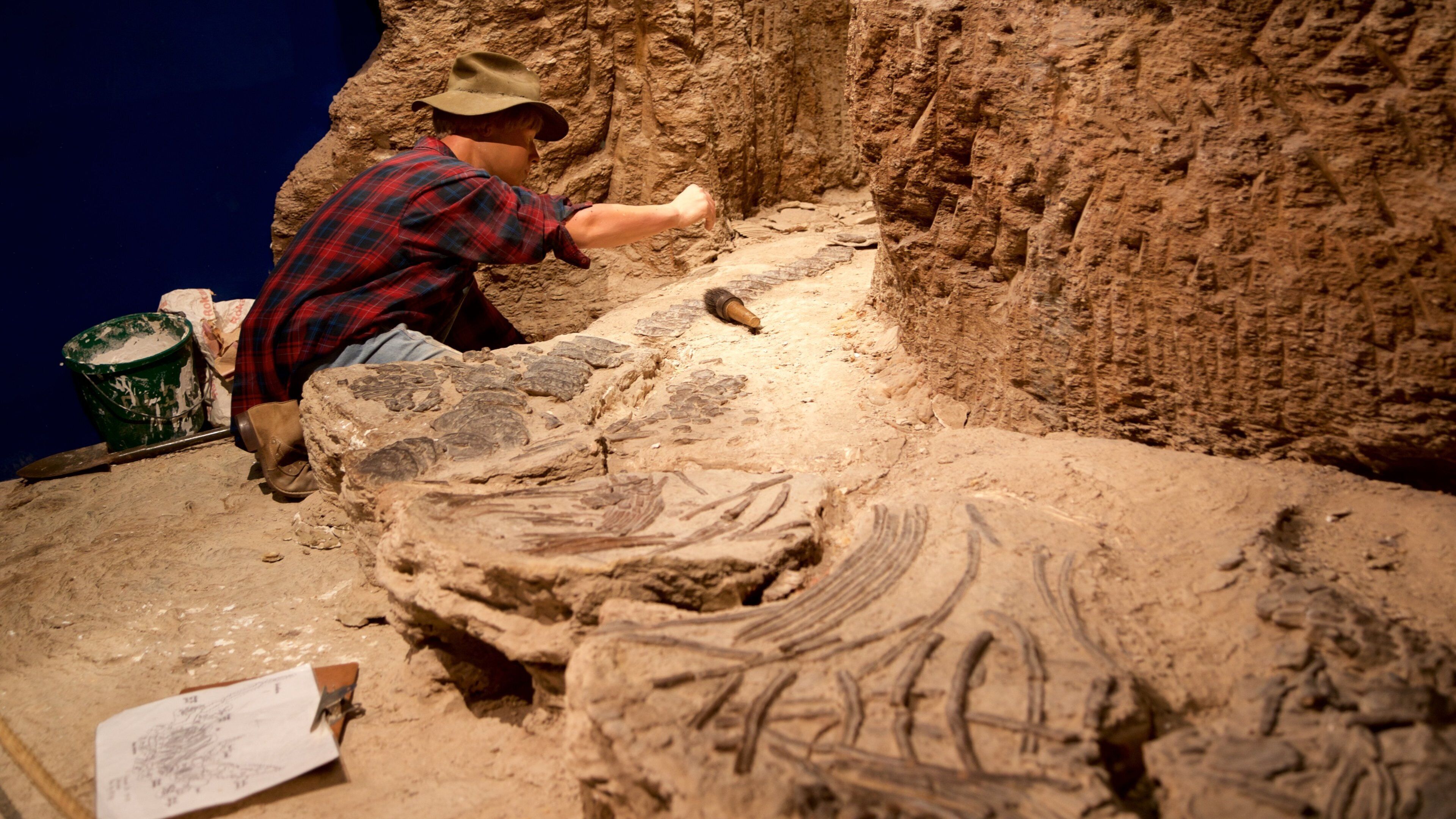 Museum of Tropical Queensland as well as an individual male