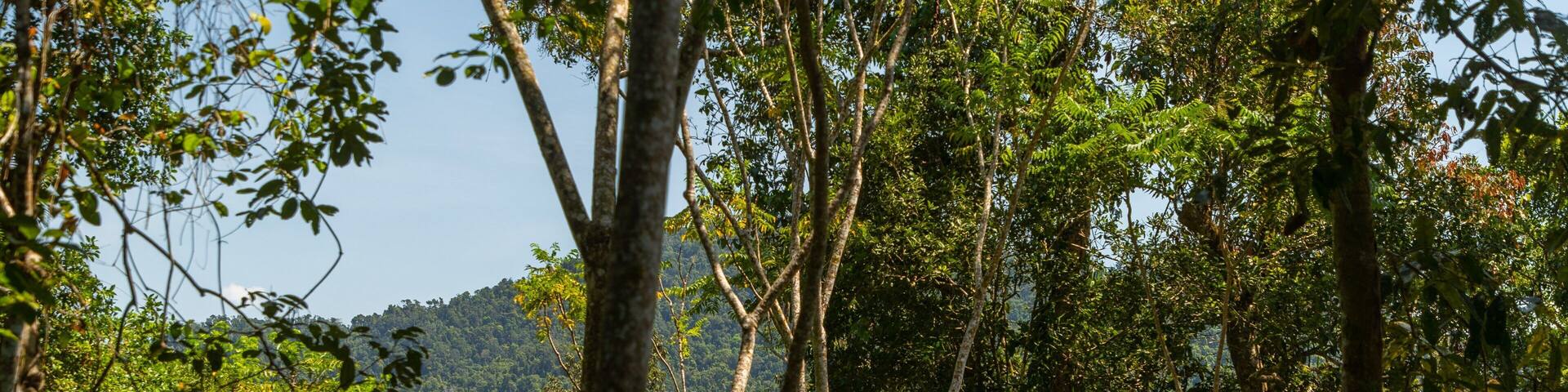Mamu Rainforest Canopy Walkway showing forest scenes and views as well as an individual femail