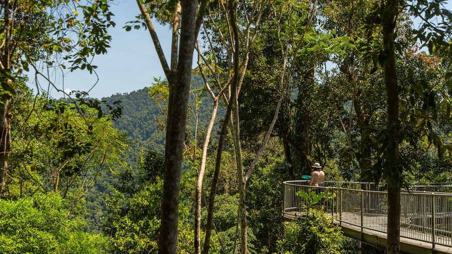 Mamu Rainforest Canopy Walkway showing forest scenes and views as well as an individual femail