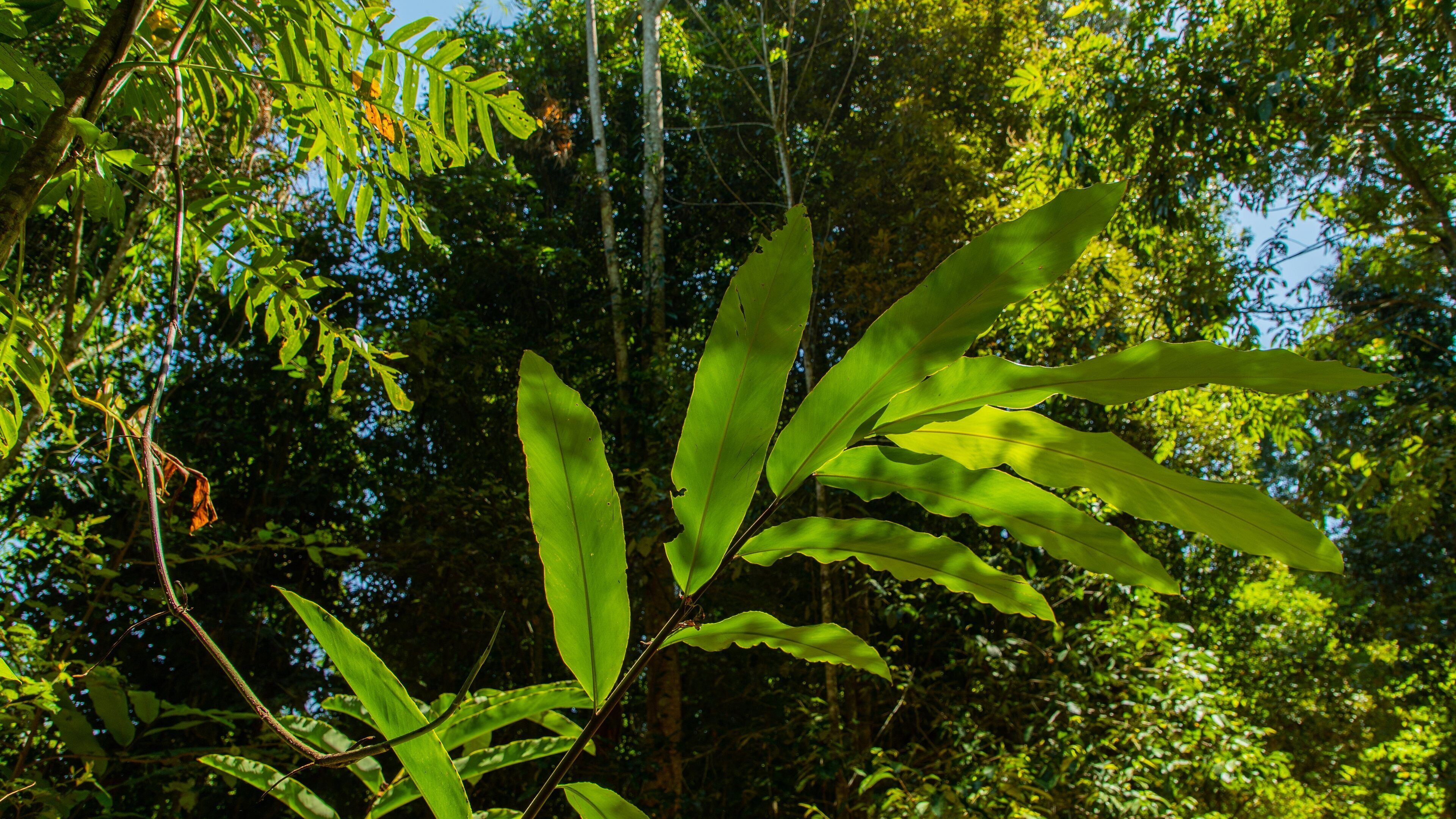 Mamu Rainforest Canopy Walkway featuring a garden