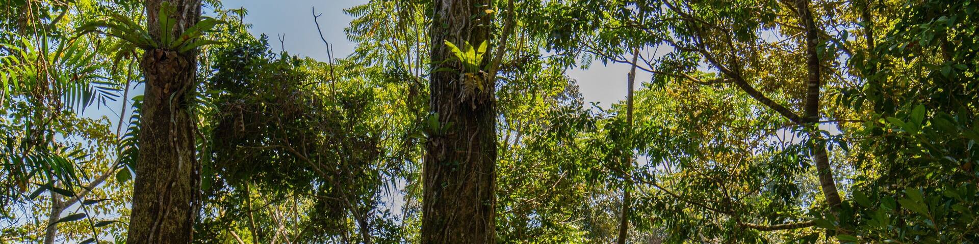 Mamu Rainforest Canopy Walkway which includes forests as well as a family