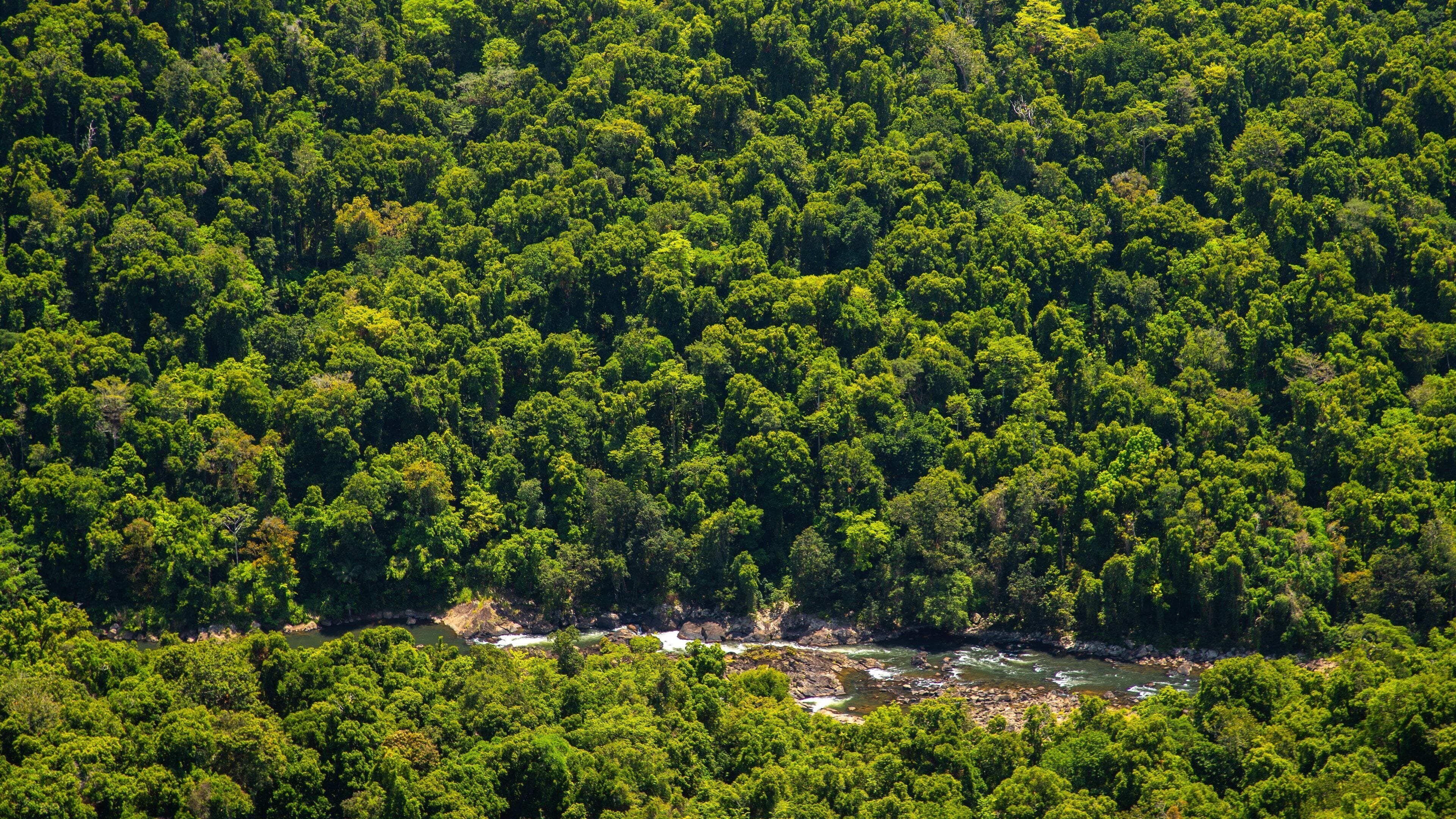 Mamu Rainforest Canopy Walkway which includes forest scenes and a river or creek