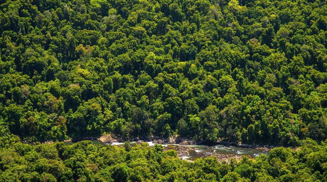 Mamu Rainforest Canopy Walkway which includes forest scenes and a river or creek