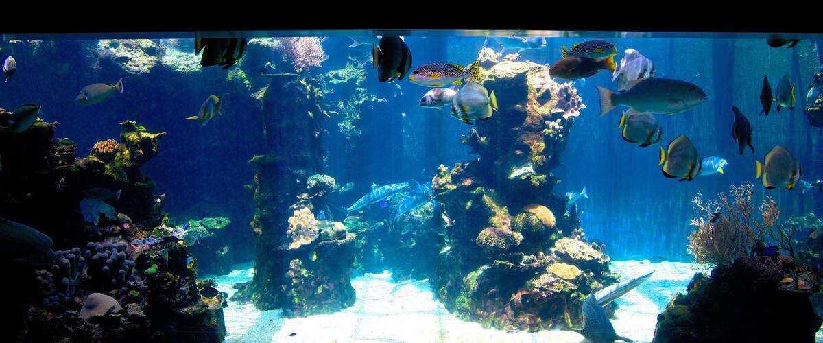 Nouméa mettant en vedette vie marine