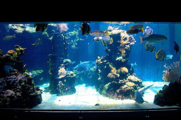 Noumea which includes marine life