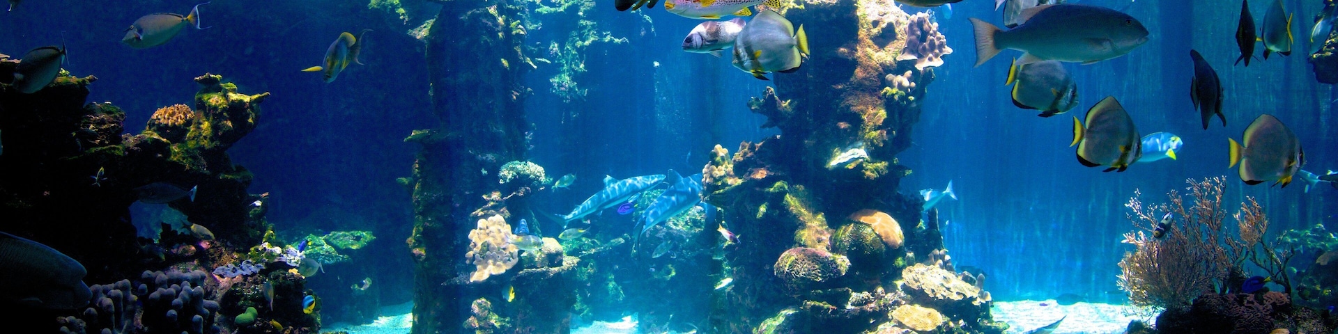 Noumea which includes marine life