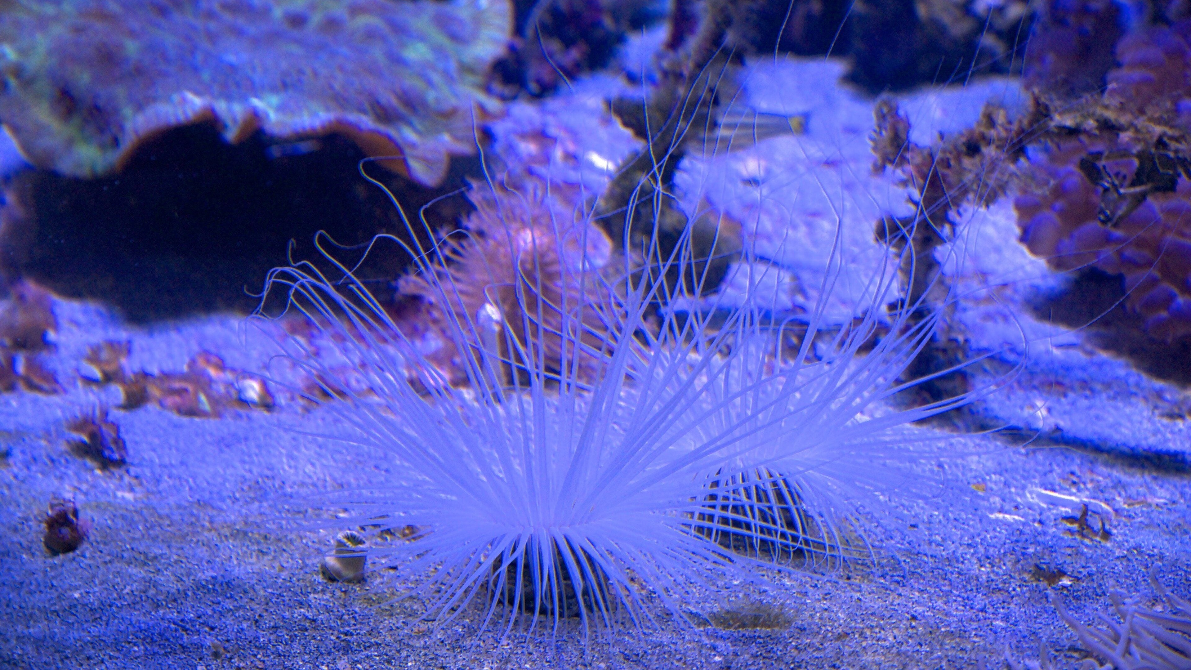 Nouméa montrant vie marine