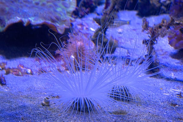 Nouméa montrant vie marine