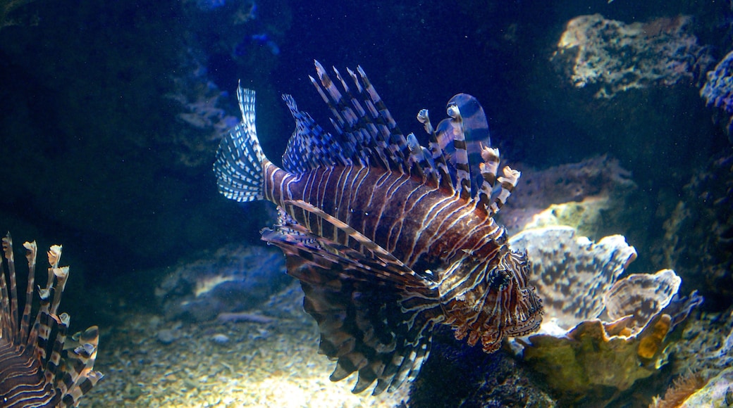 Noumea caratteristiche di animali marini