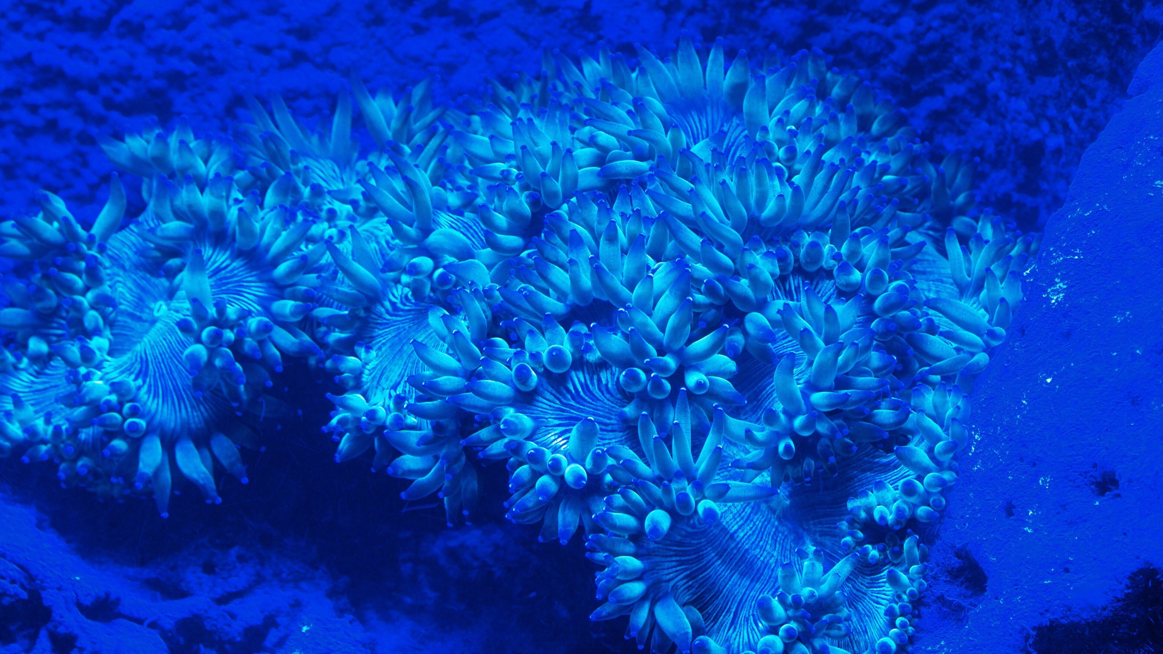 ヌーメア どの含み 海洋生物 と カラフルな珊瑚礁