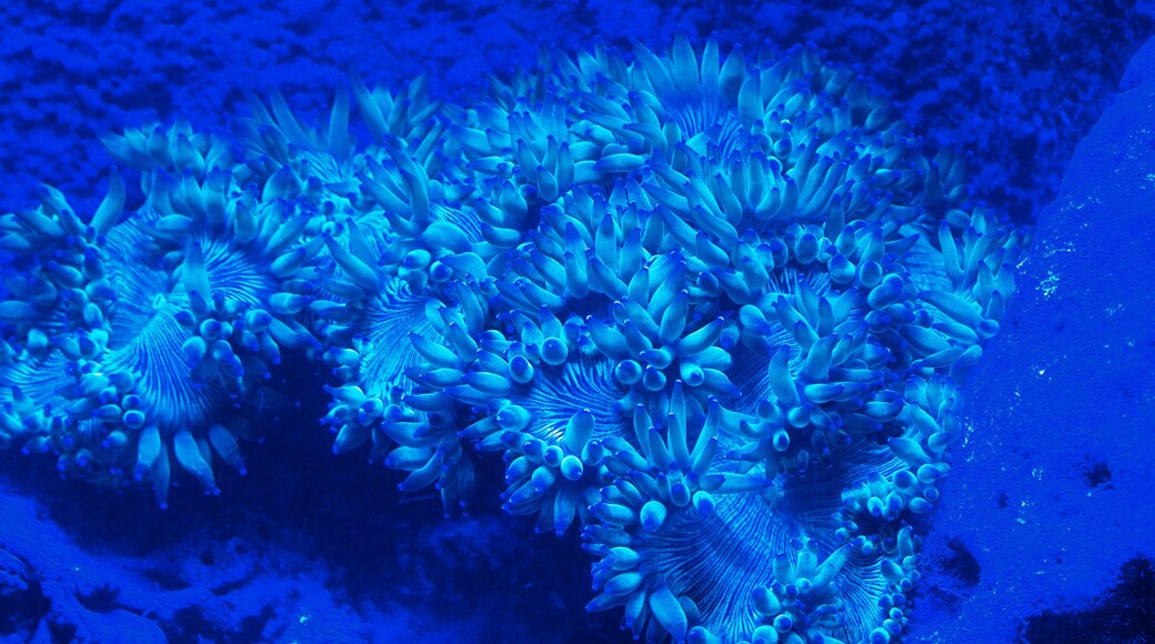 ヌーメア どの含み 海洋生物 と カラフルな珊瑚礁