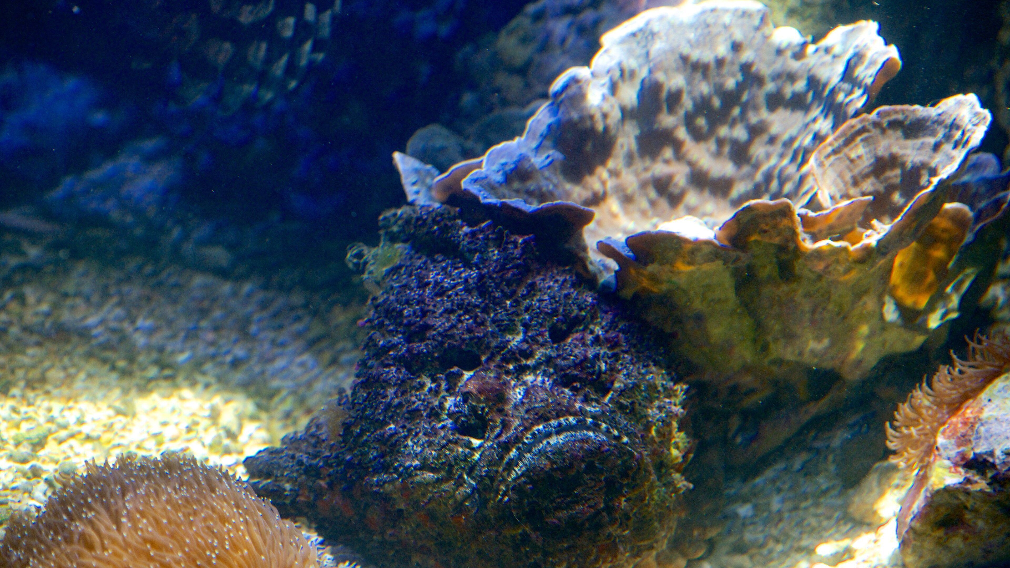 Noumea che include animali marini