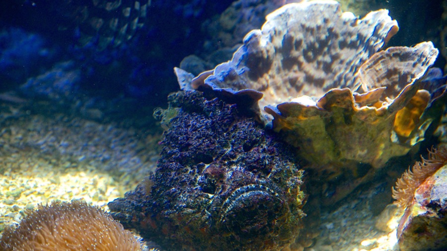 Noumea featuring marine life