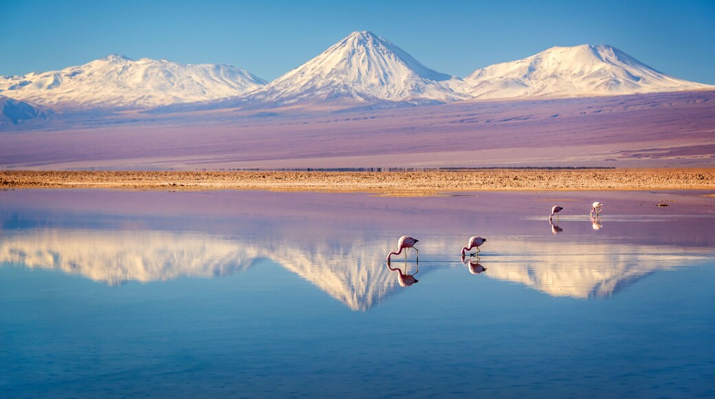 Laguna Chaxa