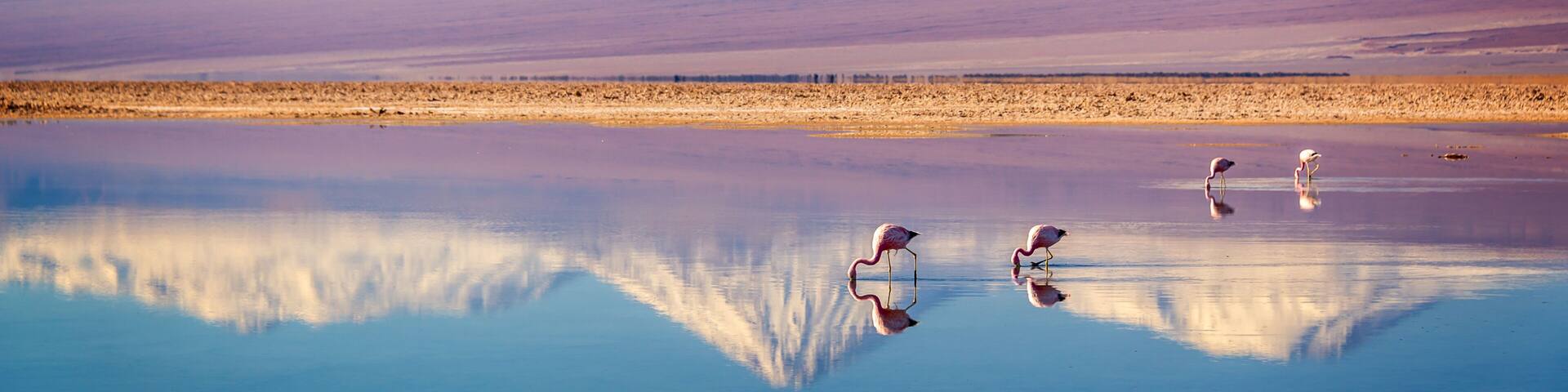 A mountain range with snow-capped peaks, a reflective water body, and flamingos standing in the foreground.