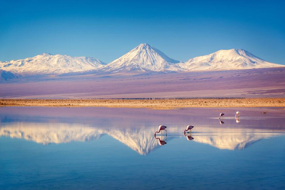 Ein Gebirge mit schneebedeckten Gipfeln, ein spiegelglattes Gewässer und Flamingos im Vordergrund.