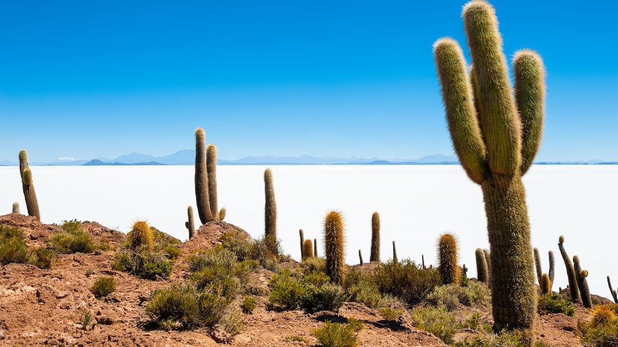 Big green cactuses on Incahuasi island, Salar de Uyuni salt flat, Altiplano, Bolivia. Landscapes of South America