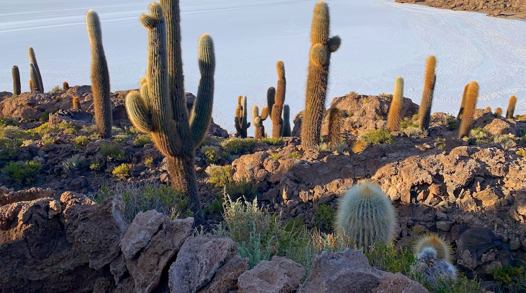 Isla Incahuasi