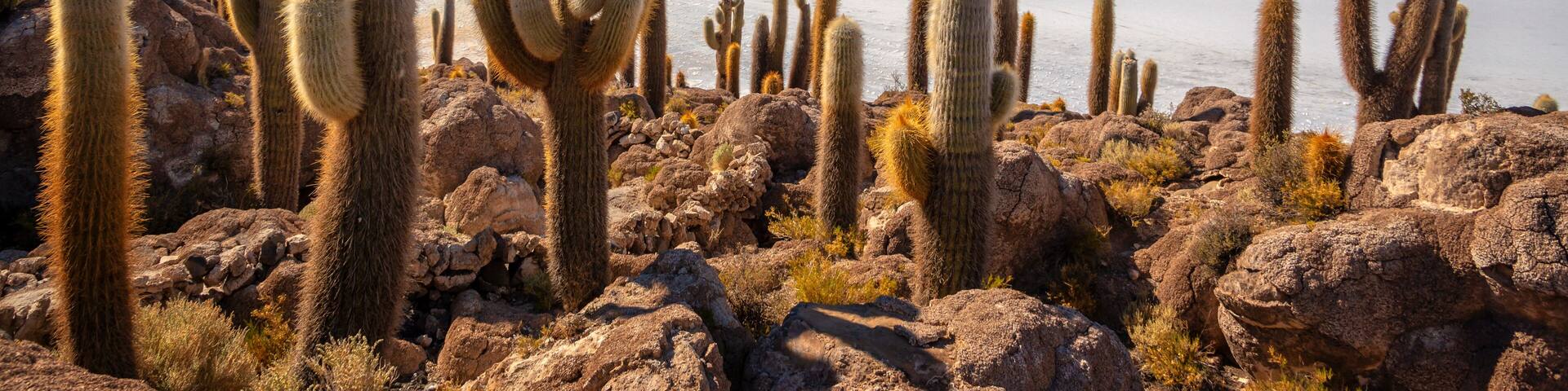Cacti in Incahuasi island (or Cactus island), Salar de Uyuni salt flat landscape, Potosi, Bolivia