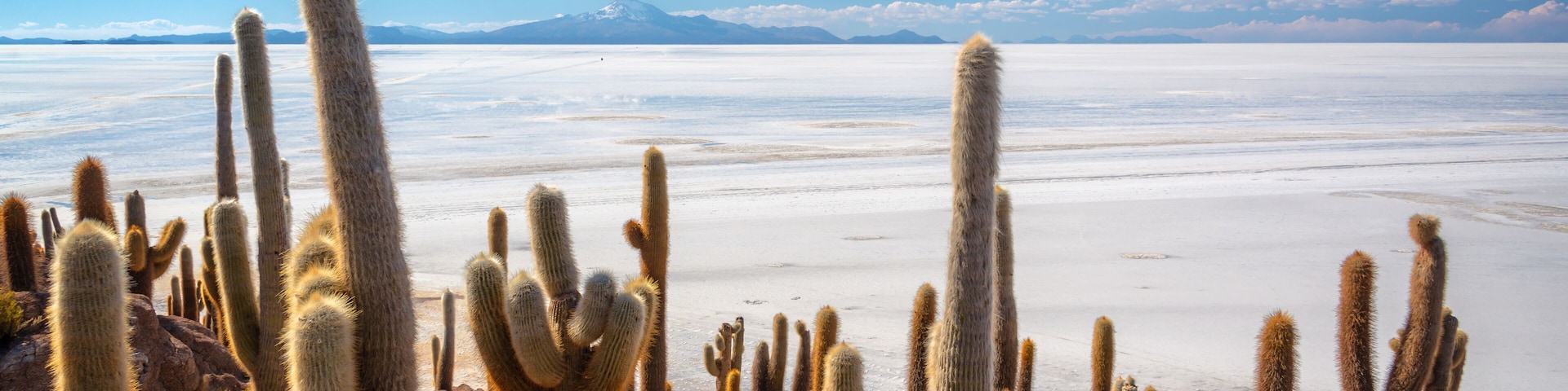 Cacti in Incahuasi island (or Cactus island), Salar de Uyuni salt flat landscape, Potosi, Bolivia