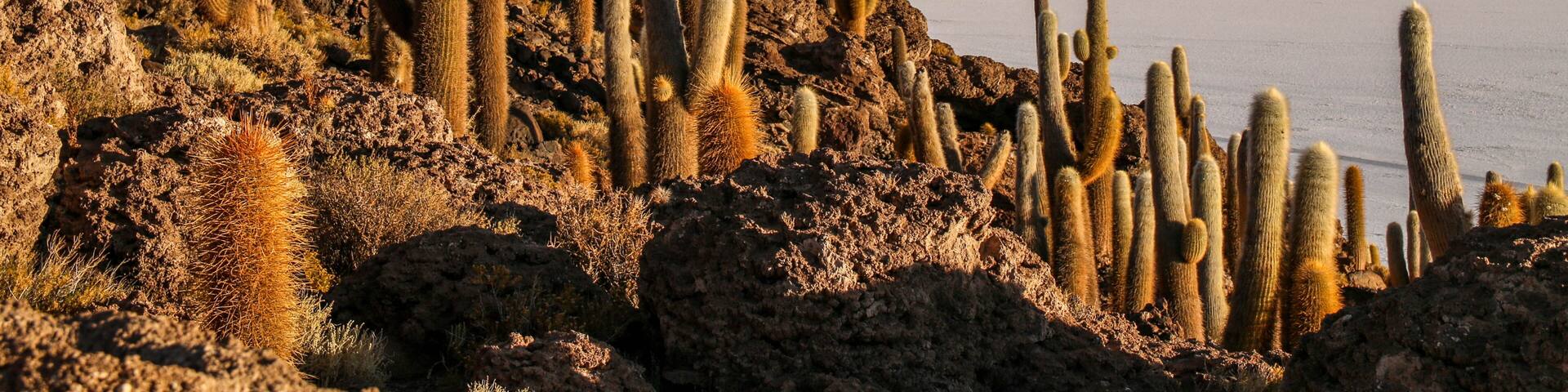 Paisaje desértico con cactus altos y una cadena montañosa distante.