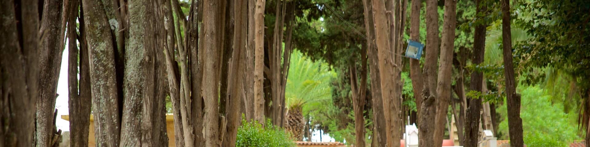 A pathway lined with trees, benches, and a building in the background.