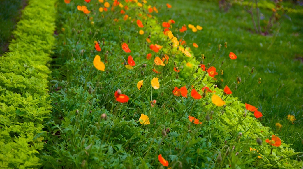 Cementerio Municipal showing flowers