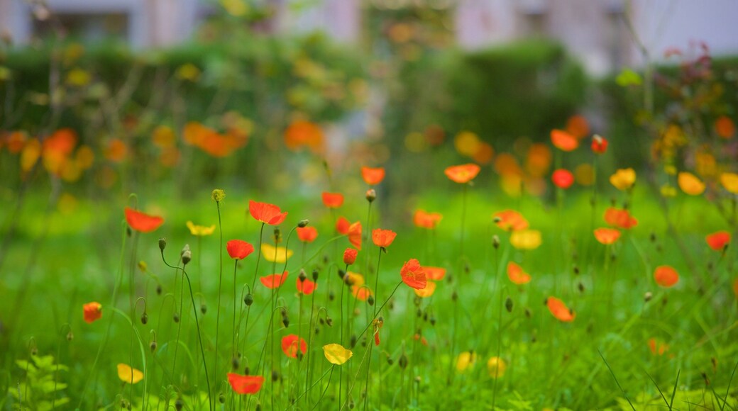 Cementerio Municipal showing flowers