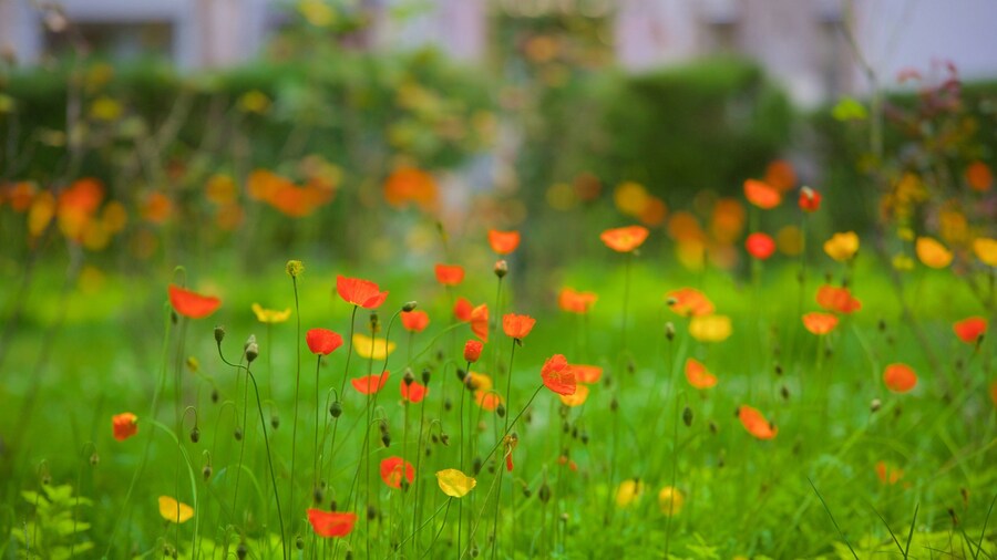 Cementerio Municipal showing flowers