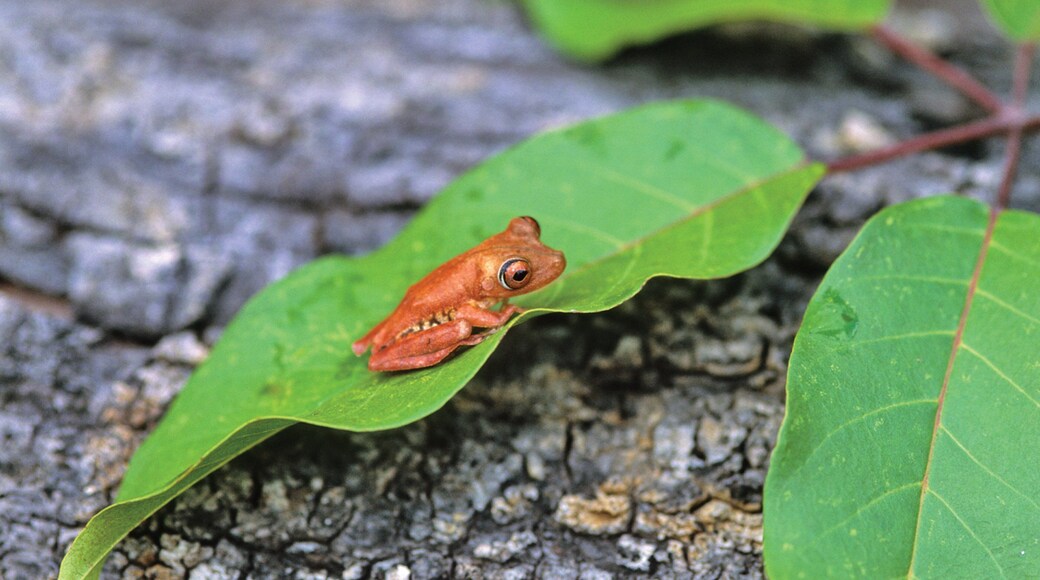 El Tuparro National Natural Park featuring cuddly or friendly animals