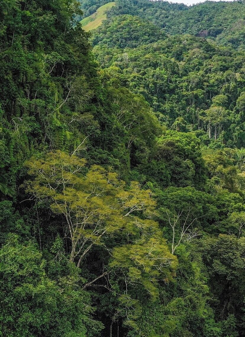 Road tripped out to the nature reserve by myself yesterday because I needed some nature in my life. Beautiful Rio Claro (river), river rafting, and caving. Lots of pictures. Love being in the jungle. 
#rioclaro #natural #reserve #antioquia #colombia #southamerica #nature #greenery #trees #travel #wanderlust
