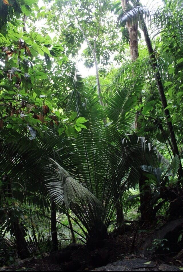 Nature reserve Rio Claro