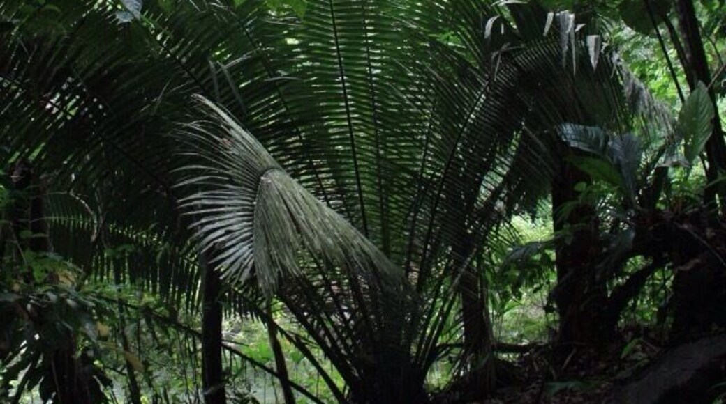 Nature reserve Rio Claro