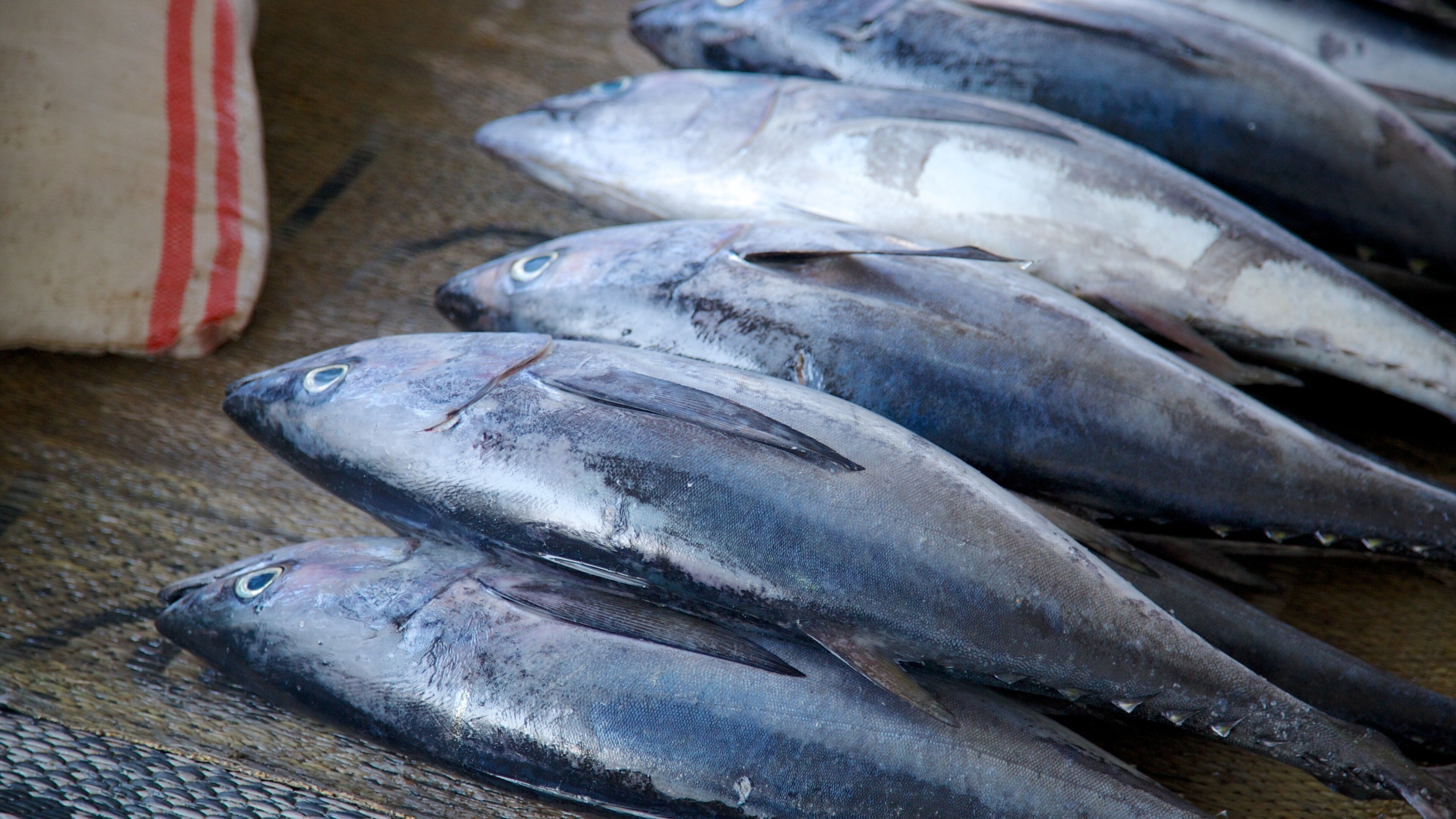 Mutrah Fish Market featuring food and markets