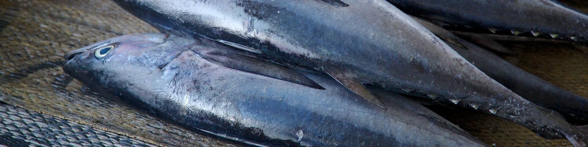 Mutrah Fish Market featuring food and markets