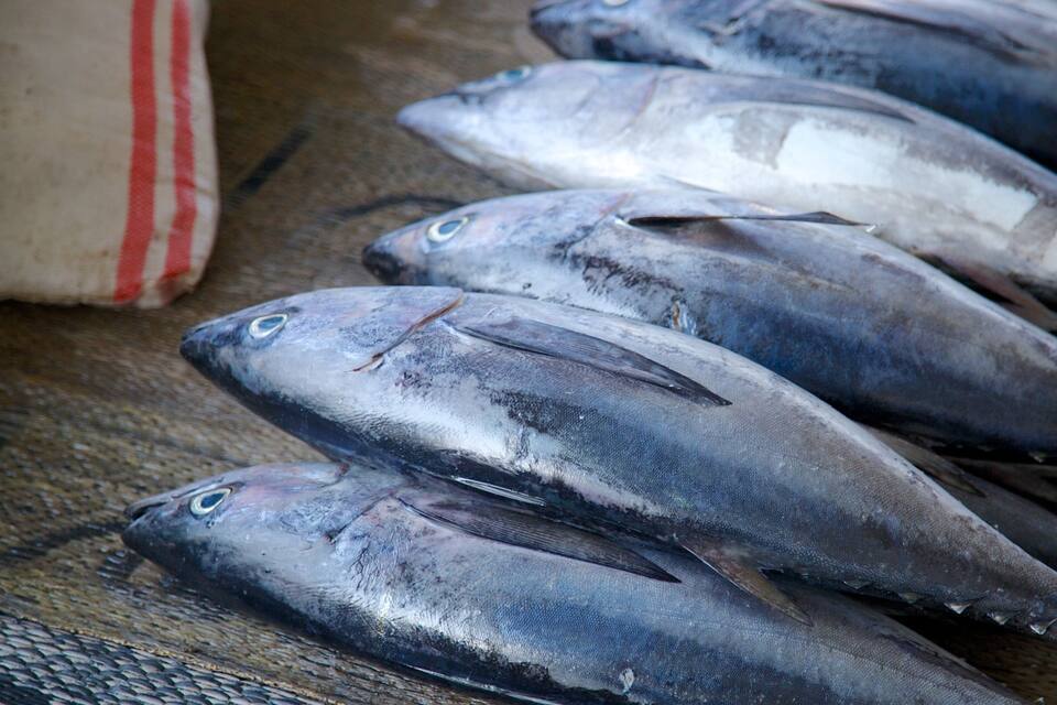 Several fresh fish laid out on a surface.