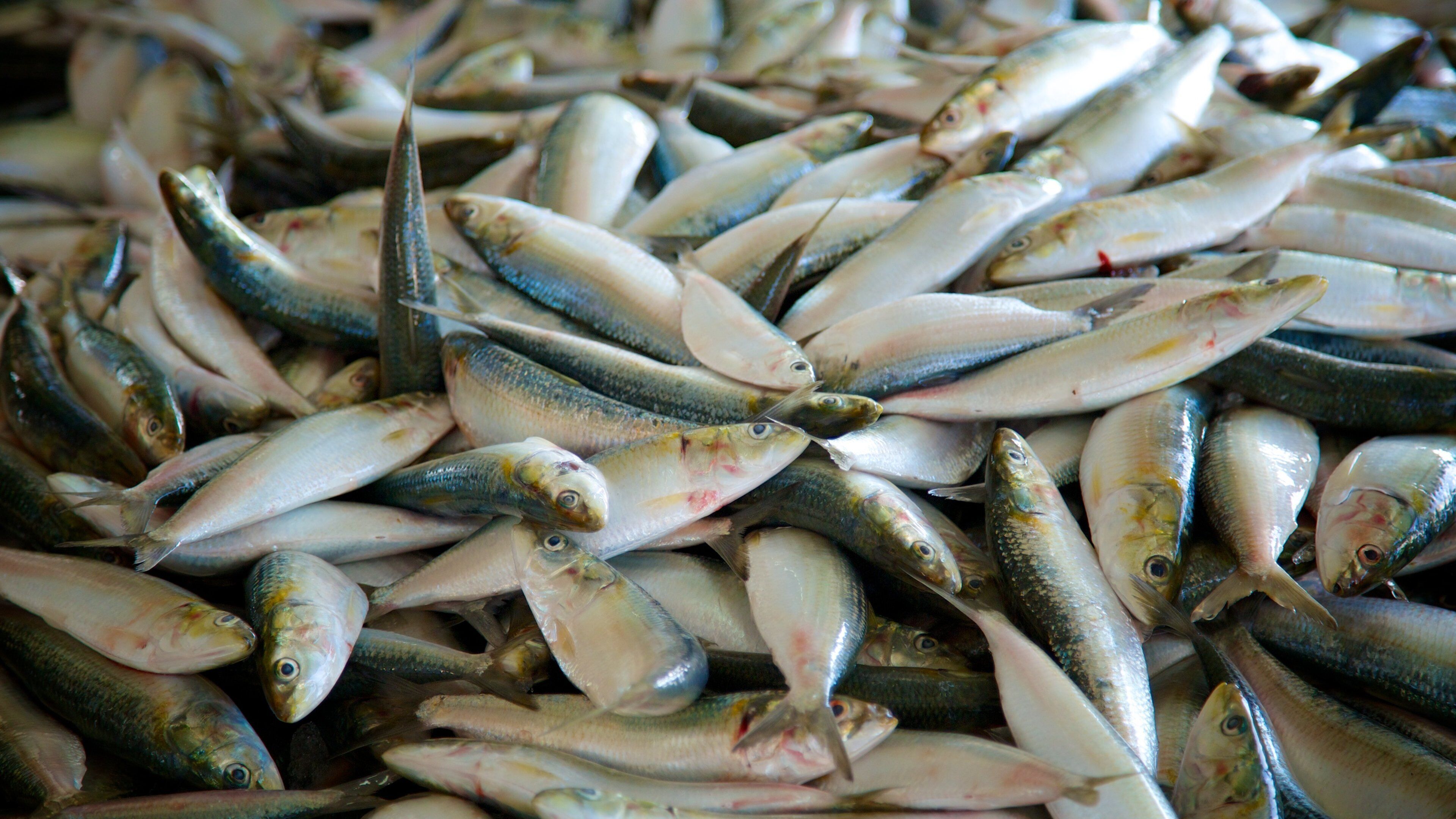 Muscat which includes food and markets