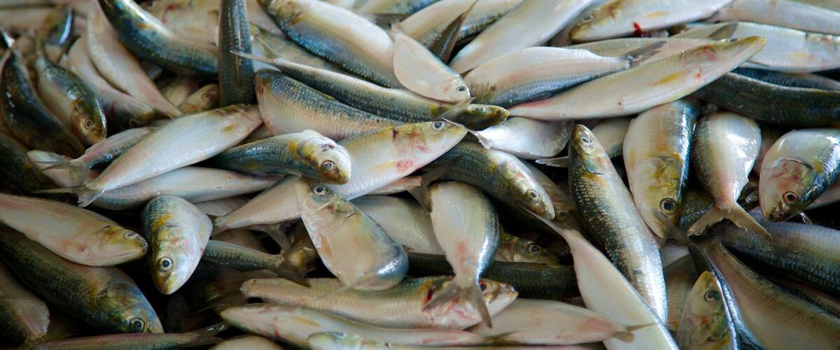 Muscat ofreciendo mercados y comida