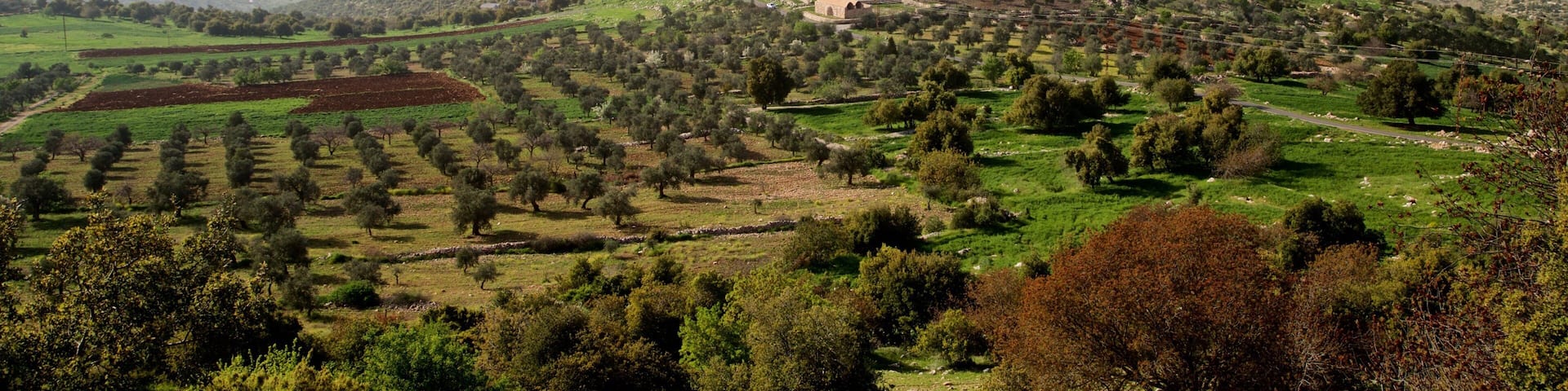 Tell Mar Elias showing tranquil scenes and landscape views