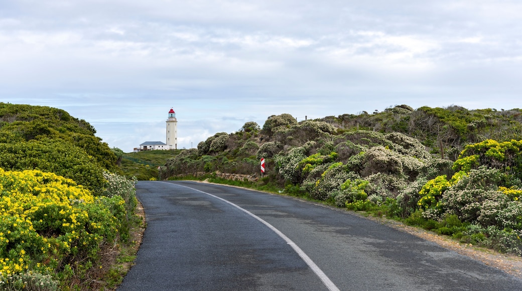 Wild flowers and the road to Danger Point Lighthouse on the southern point of Walker Bay near Gansbaai, Overberg, Western Cape. South Africa