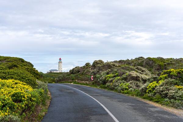Wild flowers and the road to Danger Point Lighthouse on the southern point of Walker Bay near Gansbaai, Overberg, Western Cape. South Africa