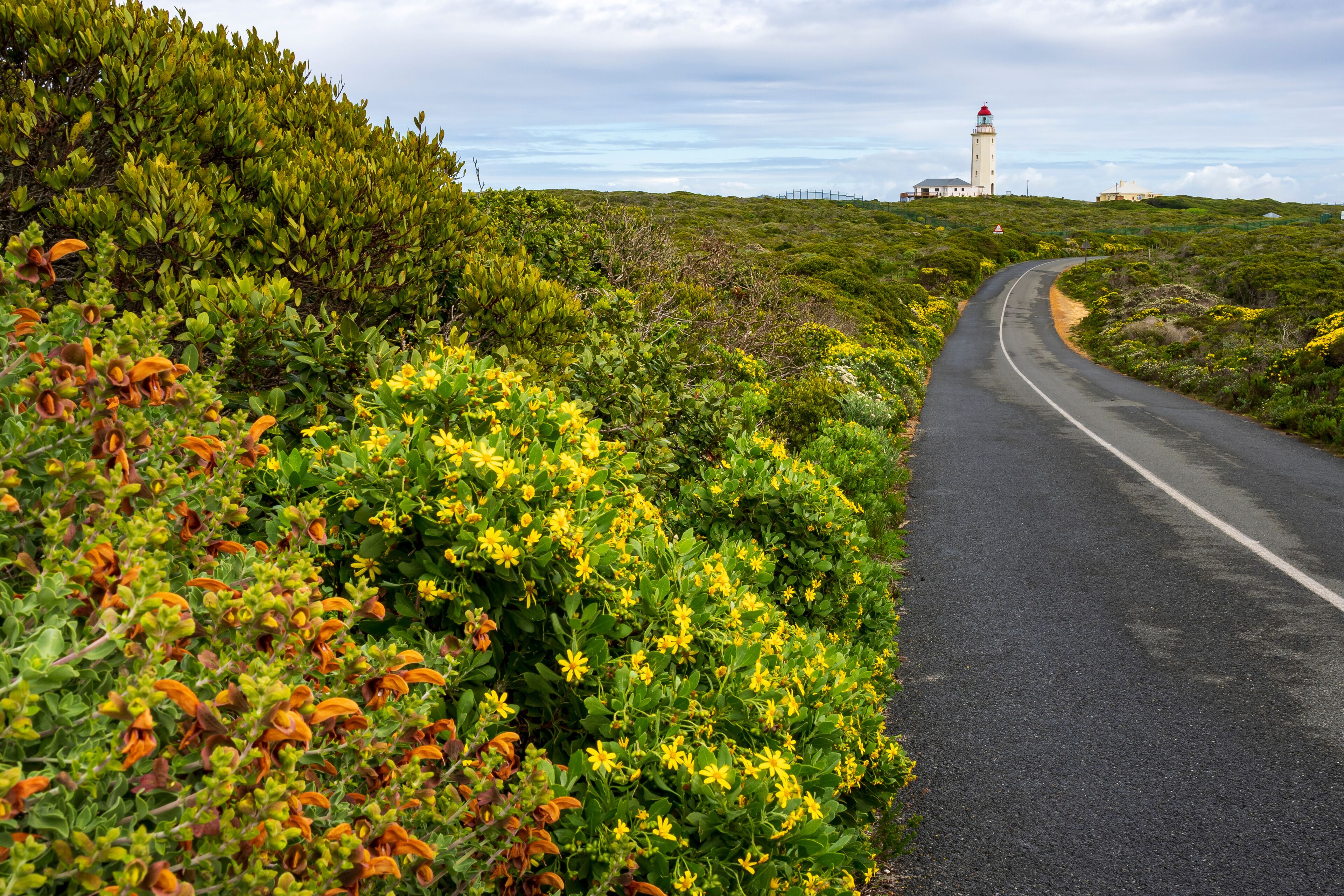 Wild flowers and the road to Danger Point Lighthouse on the southern point of Walker Bay near Gansbaai, Overberg, Western Cape. South Africa