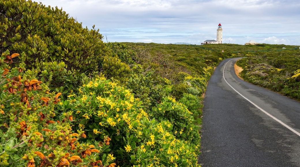 Wild flowers and the road to Danger Point Lighthouse on the southern point of Walker Bay near Gansbaai, Overberg, Western Cape. South Africa