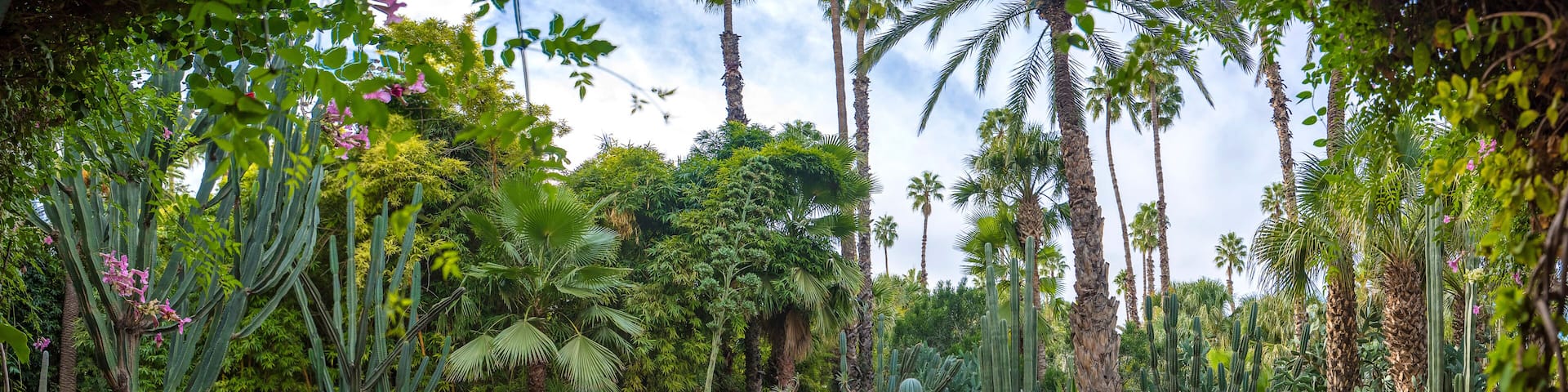 Panorama of The Majorelle Garden is a botanical garden and artist's landscape garden in Marrakech, Morocco. Jardin Majorelle Cactus and tropical palms. Paradise inside the desert country