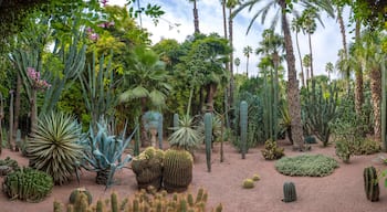 Panorama of The Majorelle Garden is a botanical garden and artist's landscape garden in Marrakech, Morocco. Jardin Majorelle Cactus and tropical palms. Paradise inside the desert country