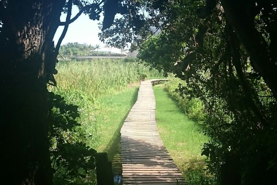 A wooden boardwalk through a forested area with sunlight filtering through trees.
